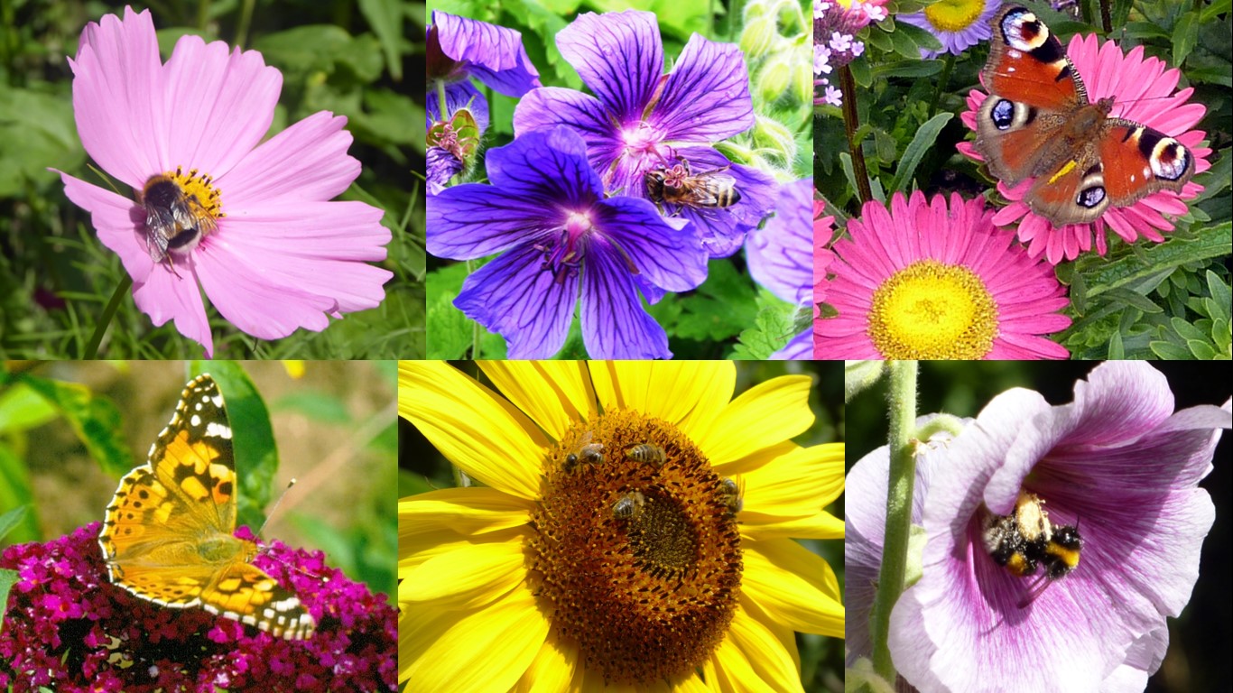 25.04.2026 Infostand Insektenfeundliche Vorgärten